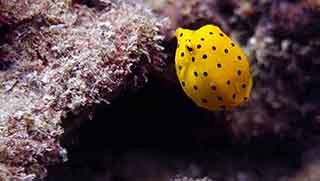 Yellow boxfish eating from a coral