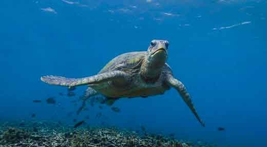 Hawksbill turtle facing the camera in blue water above the reef