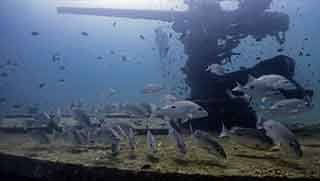 Front gun of HTMS Sattakut shipwreck with snapper fishes around