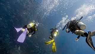 Deep Diver Specialty Course divers swim towards big group of fish