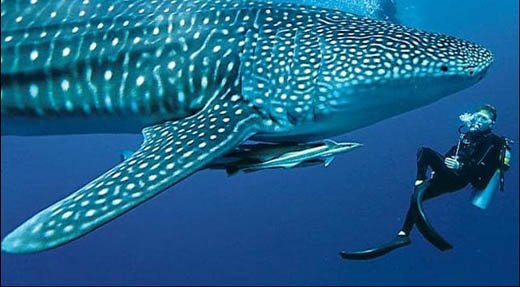 Deep Diver Specialty Course diver with Whale shark