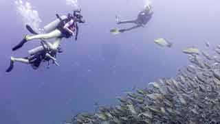 Deep Diver Specialty Course divers swim by a group of fish 