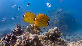 Deep Diver Specialty Course two butterfly fish at a deep dive site