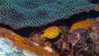 Deep Diver Specialty Course yellow boxfish under coral at a deep dive site