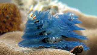 Discover Scuba Diving Christmas tree worm