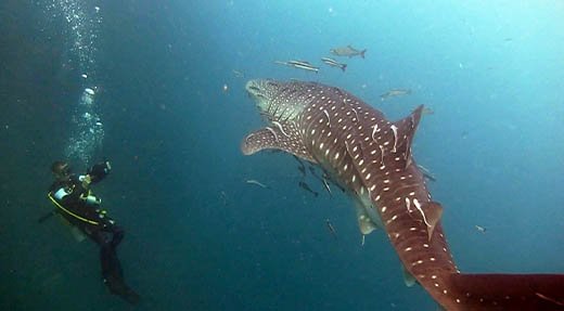 Discover Scuba Diving film crew filming whaleshark underwater