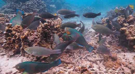 Discover Scuba Diving group of parrotfish at shallow dive site around Koh Tao