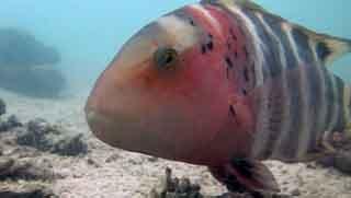 Discover Scuba Diving red breasted wrasse