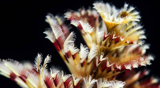 Fish ID Specialty Course Christmas tree worm