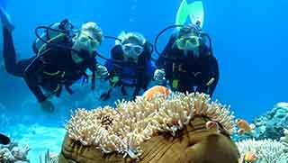 Scuba divers looking at pink anemonefish on their Open water dives