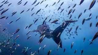 Whale shark swimming away in blue water and small fishes swim around him