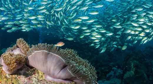 Nitrox Speciality diver course nemo in deep dive site group of fish behind