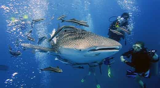 Nitrox Speciality diver course students with whale shark