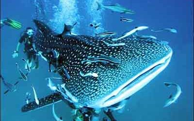 Whale Shark