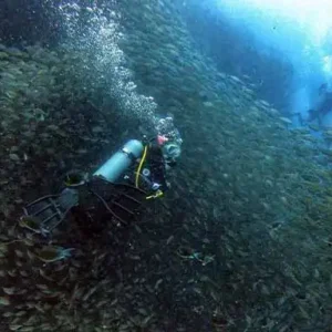 Deep Diver Specialty Course diver with group of fish around