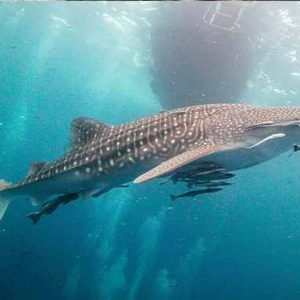 PADI Fish ID Specialty Course whale shark blue water