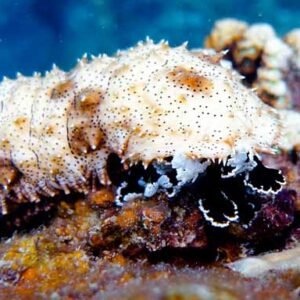 Naturalist Specialty sea cucumber