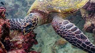 Underwater Videographer course hawksbill turtle