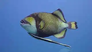 crystaldive.com-fish-id-specialty