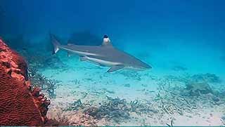 Padi Aware Shark Conservation specialty blacktip reef shark coral