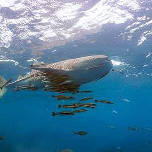 crystaldive.com-One-With-Nature-Package-Whaleshark