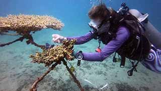 Korallen vermessen
