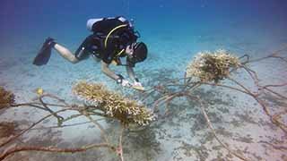 Bereich für das Reinigen von Korallen