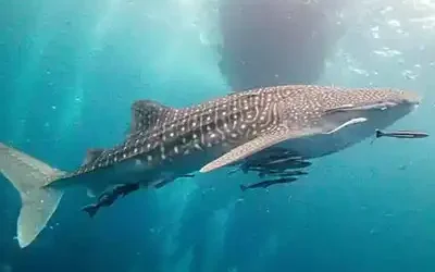 Whale Shark