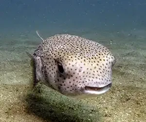 Pufferfish