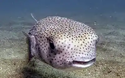 Pufferfish