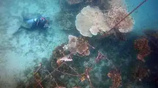 Coral damage by anchor