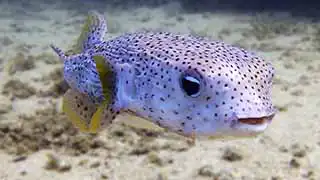 Happy Pufferfish